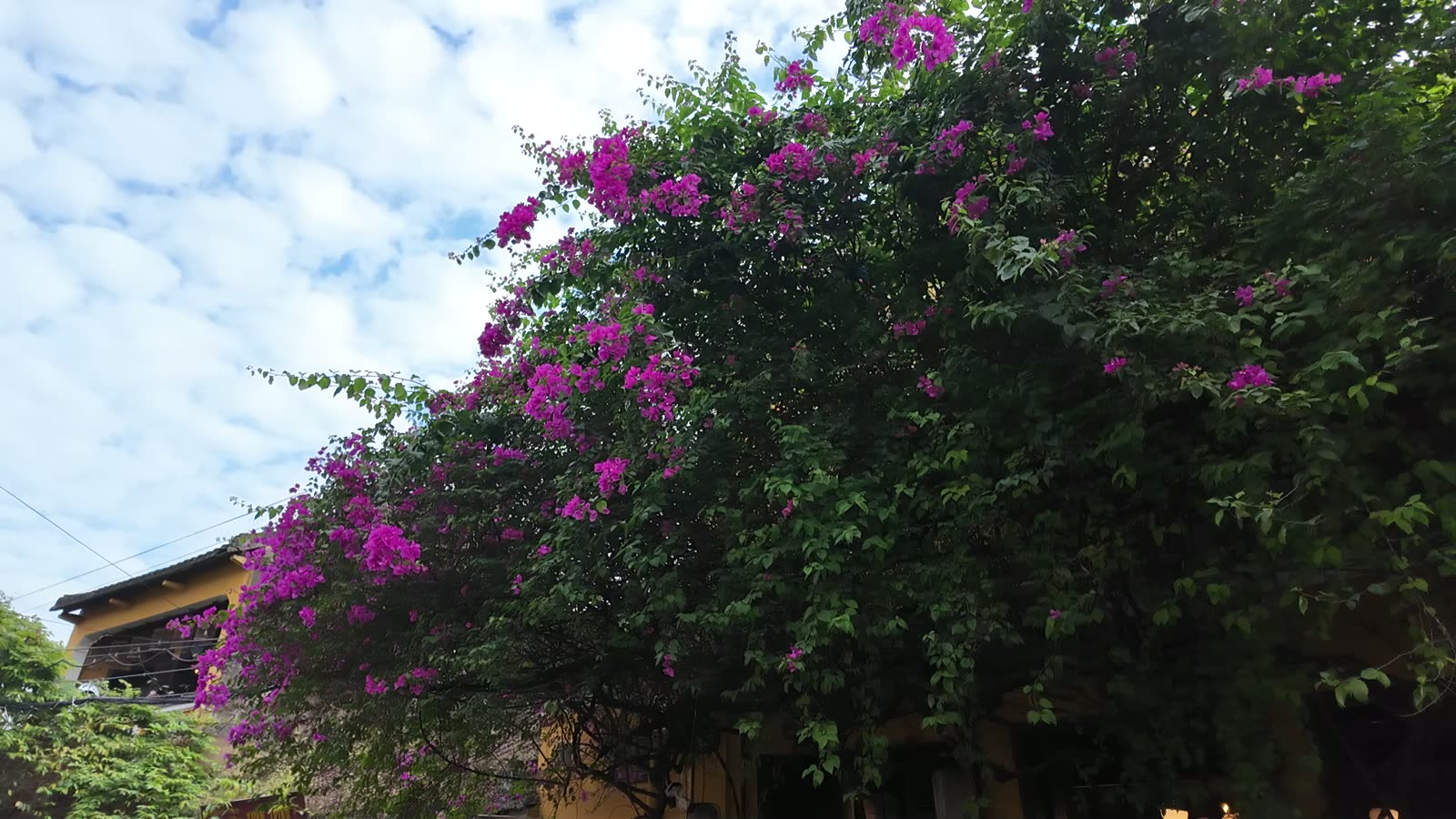 Bougainvillea over a street in Hoi An Ancient Town on a January afternoon